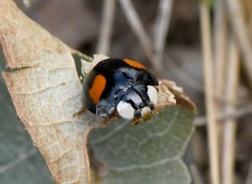Harmonia axyridis